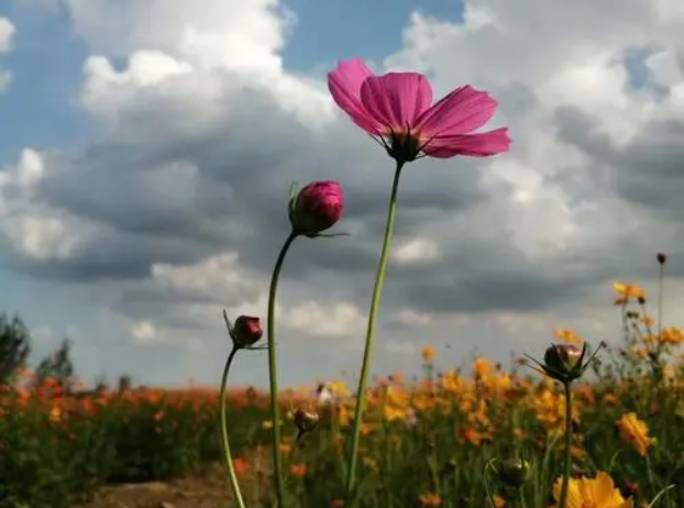 平平淡淡才是真 真心真意过一生